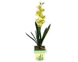 zel Yapay Orkide Sari  Krklareli cicek , cicekci 
