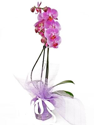  Krklareli ucuz iek gnder  Kaliteli ithal saksida orkide