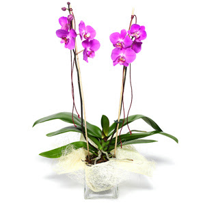  Krklareli iek online iek siparii  Cam yada mika vazo ierisinde  1 kk orkide