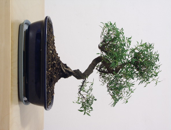 ithal bonsai saksi iegi  Krklareli iek gnderme sitemiz gvenlidir 