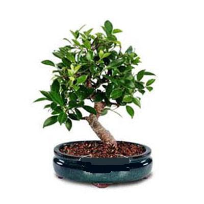 ithal bonsai saksi iegi  Krklareli yurtii ve yurtd iek siparii 