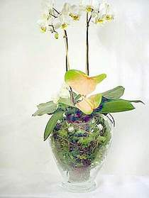  Krklareli iek online iek siparii  Cam yada mika vazoda zel orkideler