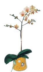 Krklareli iek yolla  Phalaenopsis Orkide ithal kalite
