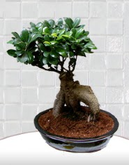 saks iei japon aac bonsai  Krklareli iekiler 