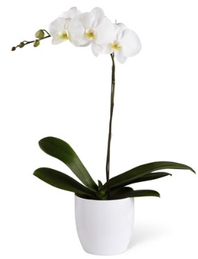 1 dall beyaz orkide  Krklareli iek , ieki , iekilik 
