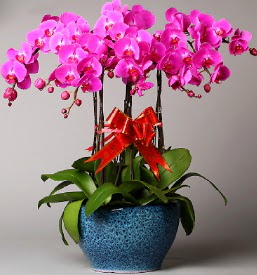 7 dall mor orkide  Krklareli ieki maazas 