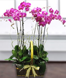 4 dall mor orkide  Krklareli internetten iek siparii 