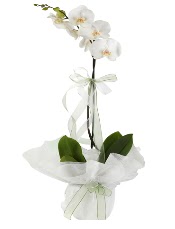 1 dal beyaz orkide iei  Krklareli iek gnderme sitemiz gvenlidir 