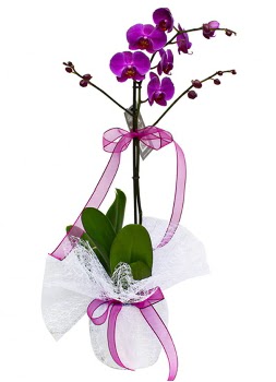 Tek dall mor orkide  Krklareli hediye sevgilime hediye iek 
