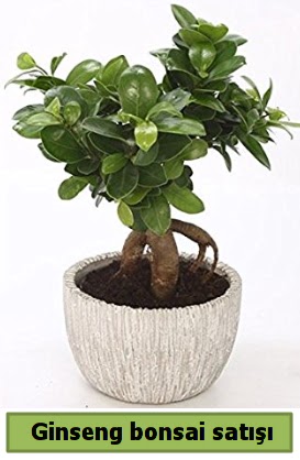 Ginseng bonsai japon aac sat  Krklareli hediye sevgilime hediye iek 