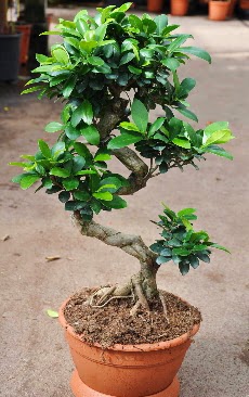 Orta boy bonsai saks bitkisi  Krklareli nternetten iek siparii 