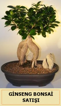 thal Ginseng bonsai sat japon aac  Krklareli yurtii ve yurtd iek siparii 