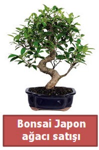 Japon aac bonsai sat  Krklareli yurtii ve yurtd iek siparii 