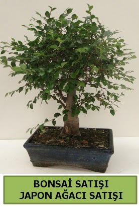 Minyatr bonsai japon aac sat  Krklareli uluslararas iek gnderme 