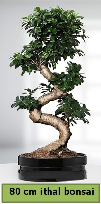 80 cm özel saksıda bonsai bitkisi  Kırklareli hediye sevgilime hediye çiçek 