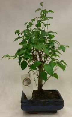 Minyatr bonsai japon aac sat  Krklareli hediye sevgilime hediye iek 
