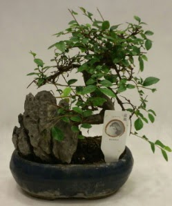 thal 1.ci kalite bonsai japon aac  Krklareli iek online iek siparii 