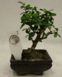Kk minyatr bonsai japon aac  Krklareli anneler gn iek yolla 