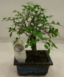 Minyatr ithal japon aac bonsai bitkisi  Krklareli iek online iek siparii 