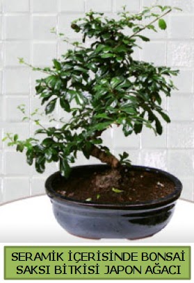 Seramik vazoda bonsai japon aac bitkisi  Krklareli yurtii ve yurtd iek siparii 