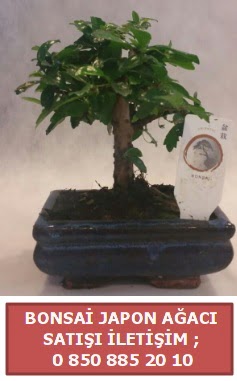 Japon aac minyar bonsai sat  Krklareli iek online iek siparii 