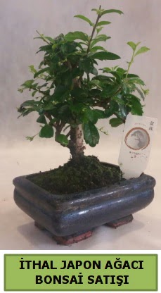 thal japon aac bonsai bitkisi sat  Krklareli hediye sevgilime hediye iek 