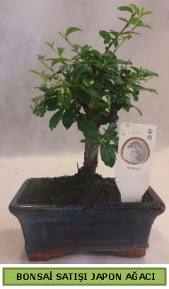 Minyatr bonsai aac sat  Krklareli anneler gn iek yolla 