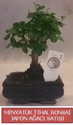 Kk grsel bonsai japon aac bitkisi  Krklareli iek servisi , ieki adresleri 