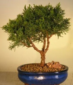 Servi am bonsai japon aac bitkisi  Krklareli 14 ubat sevgililer gn iek 