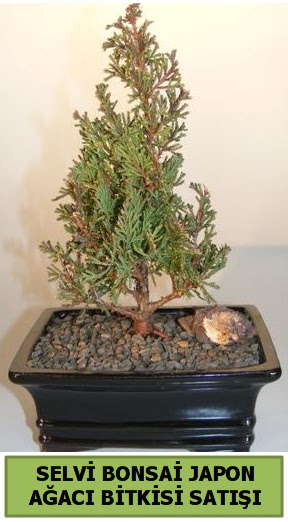 Selvi am japon aac bitkisi bonsai  Krklareli hediye sevgilime hediye iek 