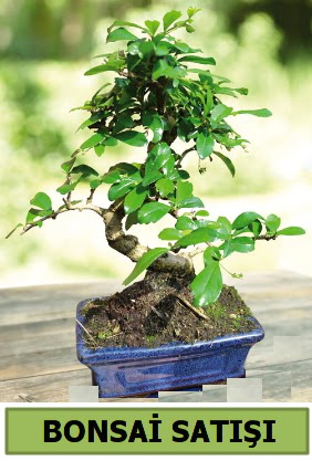 am bonsai japon aac sat  Krklareli iek online iek siparii 