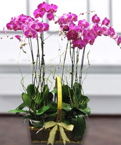 7 dall mor lila orkide  Krklareli uluslararas iek gnderme 