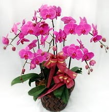 Sepet ierisinde 5 dall lila orkide  Krklareli iek maazas , ieki adresleri 