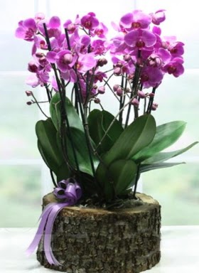 Ktk ierisinde 6 dall mor orkide  Krklareli iek maazas , ieki adresleri 