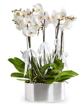 Be dall metal saksda beyaz orkide  Krklareli 14 ubat sevgililer gn iek 