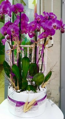 Seramik vazoda 4 dall mor lila orkide  Krklareli iek yolla 