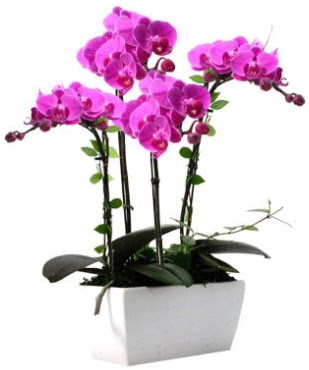 Seramik vazo ierisinde 4 dall mor orkide  Krklareli iek online iek siparii 