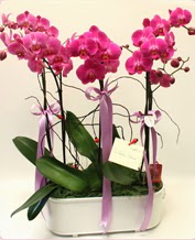 Beyaz seramik ierisinde 4 dall orkide  Krklareli iek maazas , ieki adresleri 