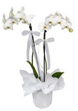 2 dall beyaz orkide  Krklareli internetten iek siparii 
