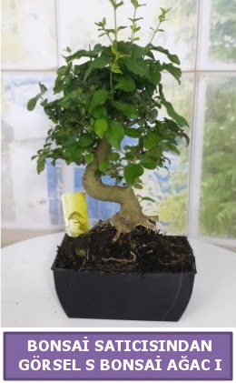 S dal erilii bonsai japon aac  Krklareli iek online iek siparii 