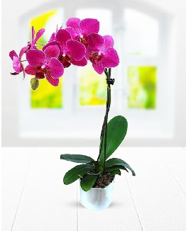 Tek dall mor orkide  Krklareli iek online iek siparii 