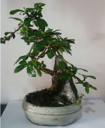 S eklinde ithal bonsai aac  Krklareli 14 ubat sevgililer gn iek 