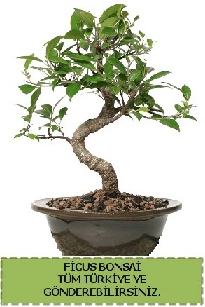 Ficus bonsai  Krklareli uluslararas iek gnderme 