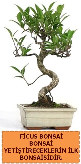 Ficus bonsai 15 ile 25 cm arasndadr  Krklareli 14 ubat sevgililer gn iek 