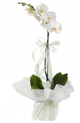 Tekli Beyaz Orkide  Krklareli kaliteli taze ve ucuz iekler 