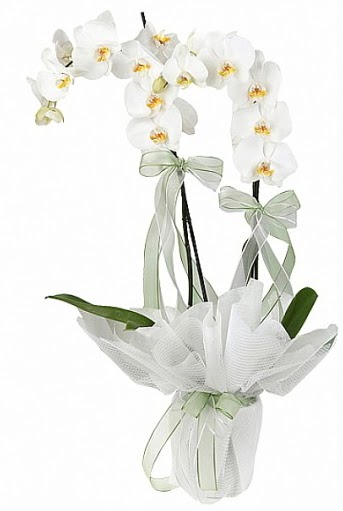 ift Dall Beyaz Orkide  Krklareli ucuz iek gnder 