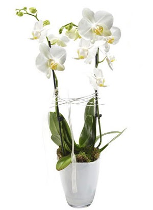 2 dall beyaz seramik beyaz orkide sakss  Krklareli uluslararas iek gnderme 