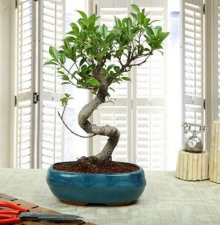 Amazing Bonsai Ficus S thal  Krklareli nternetten iek siparii 