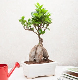 Exotic Ficus Bonsai ginseng  Krklareli iek siparii sitesi 