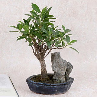 Japon aac Evergreen Ficus Bonsai  Krklareli uluslararas iek gnderme 